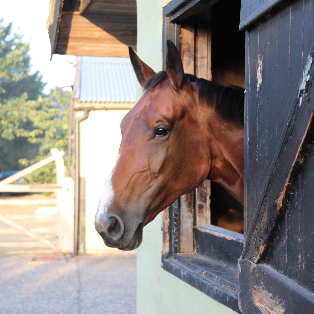 Additional Horses